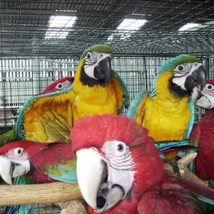Выдающийся попугаи ара доступно