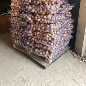 Картофель оптом от производителя